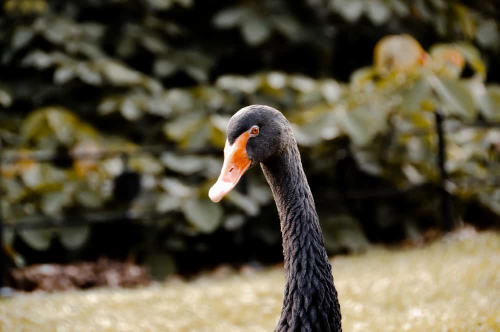 A very angry-looking goose blocking the towpath